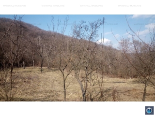 Teren intravilan de vanzare in Cotofenesti, 1263 mp